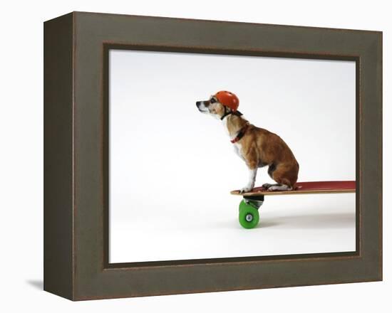 Chihuahua on a Skateboard-Chris Rogers-Framed Premier Image Canvas