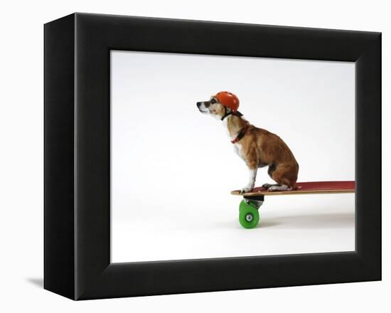 Chihuahua on a Skateboard-Chris Rogers-Framed Premier Image Canvas