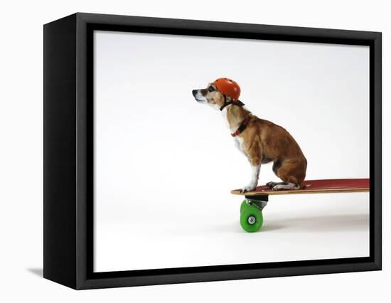 Chihuahua on a Skateboard-Chris Rogers-Framed Premier Image Canvas