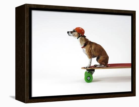 Chihuahua on a Skateboard-Chris Rogers-Framed Premier Image Canvas