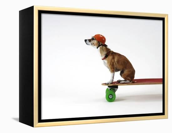 Chihuahua on a Skateboard-Chris Rogers-Framed Premier Image Canvas