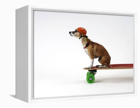 Chihuahua on a Skateboard-Chris Rogers-Framed Premier Image Canvas