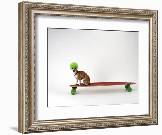 Chihuahua on a Skateboard-Chris Rogers-Framed Photographic Print