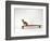 Chihuahua on a Skateboard-Chris Rogers-Framed Photographic Print