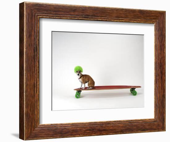 Chihuahua on a Skateboard-Chris Rogers-Framed Photographic Print