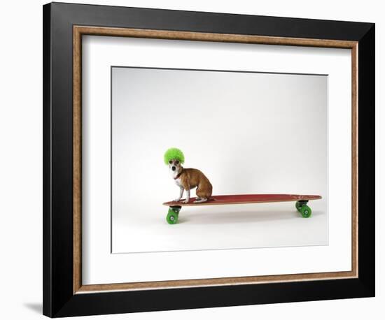 Chihuahua on a Skateboard-Chris Rogers-Framed Photographic Print