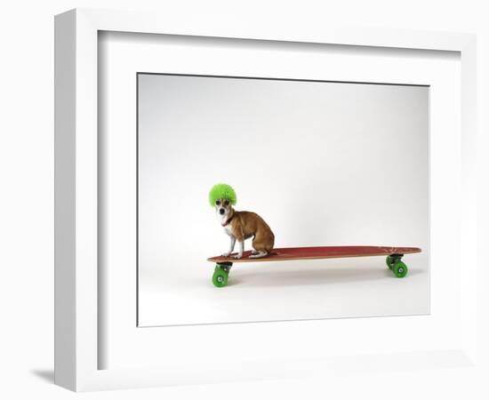 Chihuahua on a Skateboard-Chris Rogers-Framed Photographic Print