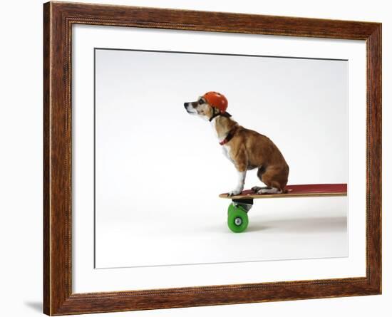 Chihuahua on a Skateboard-Chris Rogers-Framed Photographic Print