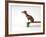 Chihuahua on a Skateboard-Chris Rogers-Framed Photographic Print