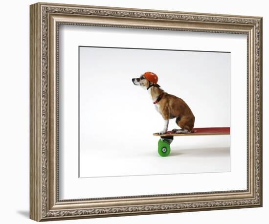 Chihuahua on a Skateboard-Chris Rogers-Framed Photographic Print