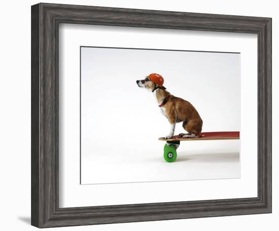 Chihuahua on a Skateboard-Chris Rogers-Framed Photographic Print