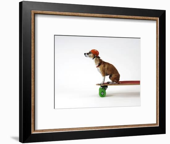 Chihuahua on a Skateboard-Chris Rogers-Framed Photographic Print