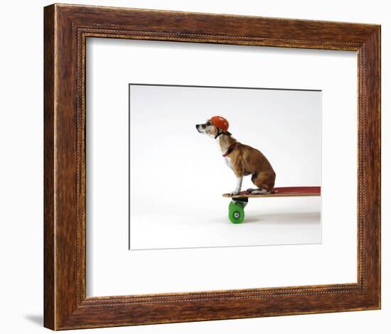 Chihuahua on a Skateboard-Chris Rogers-Framed Photographic Print