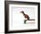 Chihuahua on a Skateboard-Chris Rogers-Framed Photographic Print