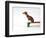 Chihuahua on a Skateboard-Chris Rogers-Framed Photographic Print