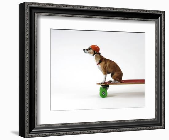 Chihuahua on a Skateboard-Chris Rogers-Framed Photographic Print