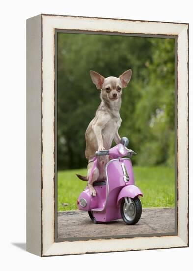 Chihuahua on Scooter-null-Framed Premier Image Canvas