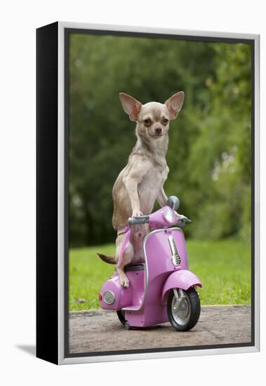 Chihuahua on Scooter-null-Framed Premier Image Canvas