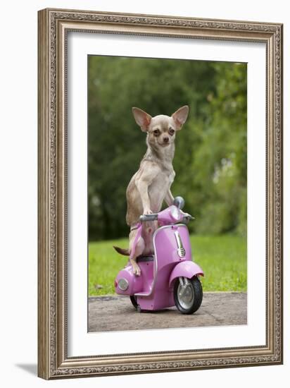 Chihuahua on Scooter-null-Framed Photographic Print