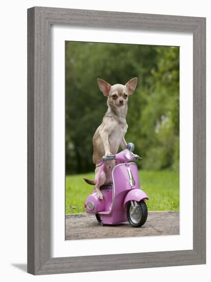 Chihuahua on Scooter-null-Framed Photographic Print