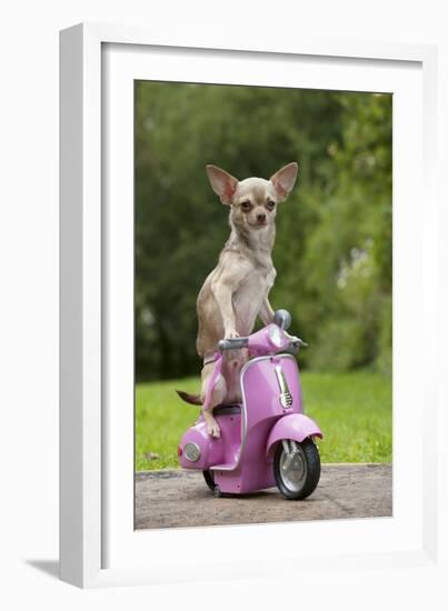 Chihuahua on Scooter-null-Framed Photographic Print