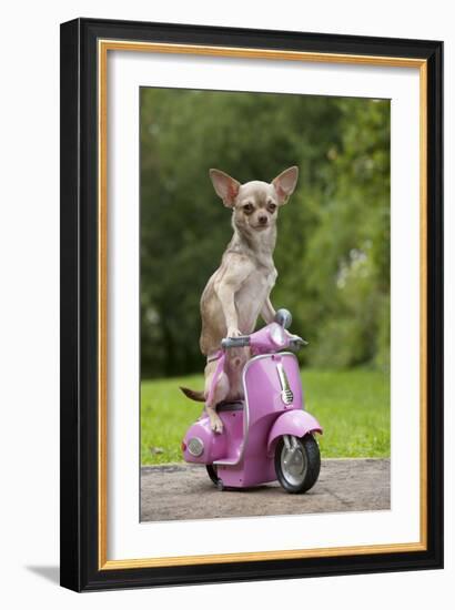 Chihuahua on Scooter-null-Framed Photographic Print