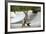 Chihuahua on Skateboard in Skate Park-null-Framed Photographic Print