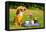 Chihuahua Picnic In Summer Garden-vitalytitov-Framed Premier Image Canvas