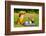 Chihuahua Picnic In Summer Garden-vitalytitov-Framed Photographic Print