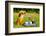 Chihuahua Picnic In Summer Garden-vitalytitov-Framed Photographic Print