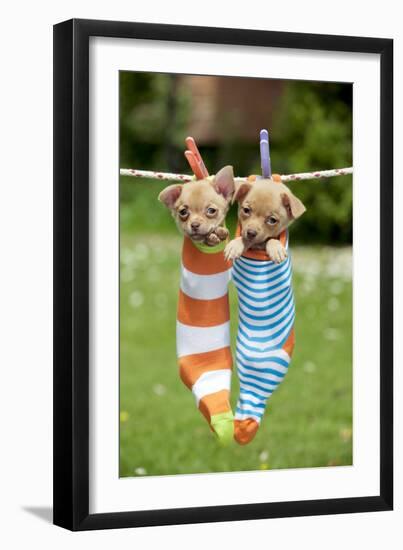 Chihuahua Puppies Hanging in Socks (4 Weeks)-null-Framed Photographic Print