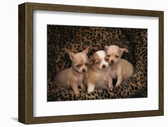 Chihuahua Puppies in Dog Bed-DLILLC-Framed Photographic Print