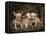 Chihuahua Puppies-DLILLC-Framed Premier Image Canvas