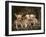 Chihuahua Puppies-DLILLC-Framed Photographic Print