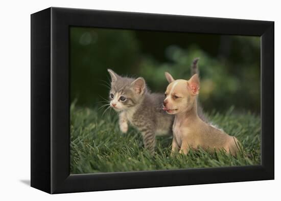 Chihuahua Puppy and a Kitten-DLILLC-Framed Premier Image Canvas