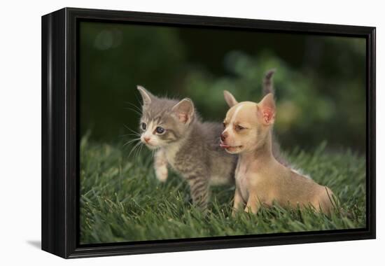 Chihuahua Puppy and a Kitten-DLILLC-Framed Premier Image Canvas