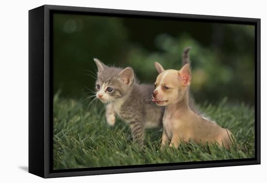 Chihuahua Puppy and a Kitten-DLILLC-Framed Premier Image Canvas