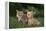 Chihuahua Puppy and a Kitten-DLILLC-Framed Premier Image Canvas