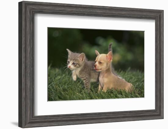 Chihuahua Puppy and a Kitten-DLILLC-Framed Photographic Print