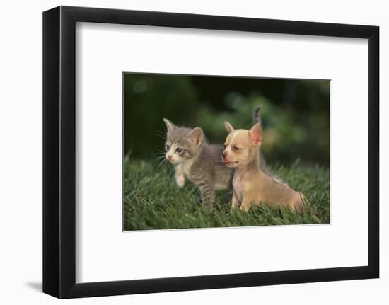 Chihuahua Puppy and a Kitten-DLILLC-Framed Photographic Print