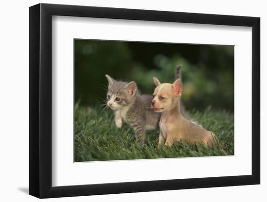 Chihuahua Puppy and a Kitten-DLILLC-Framed Photographic Print