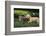 Chihuahua Puppy and Kitten-DLILLC-Framed Photographic Print