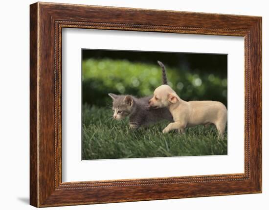 Chihuahua Puppy and Kitten-DLILLC-Framed Photographic Print