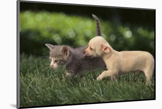 Chihuahua Puppy and Kitten-DLILLC-Mounted Photographic Print