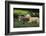 Chihuahua Puppy and Kitten-DLILLC-Framed Photographic Print