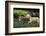 Chihuahua Puppy and Kitten-DLILLC-Framed Photographic Print