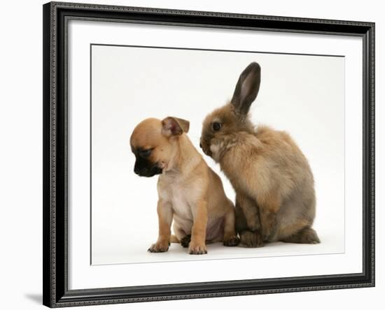 Chihuahua Puppy and Lionhead Rabbit-Jane Burton-Framed Photographic Print