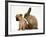 Chihuahua Puppy and Lionhead Rabbit-Jane Burton-Framed Photographic Print