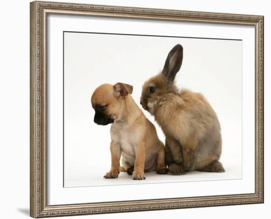 Chihuahua Puppy and Lionhead Rabbit-Jane Burton-Framed Photographic Print