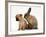 Chihuahua Puppy and Lionhead Rabbit-Jane Burton-Framed Photographic Print